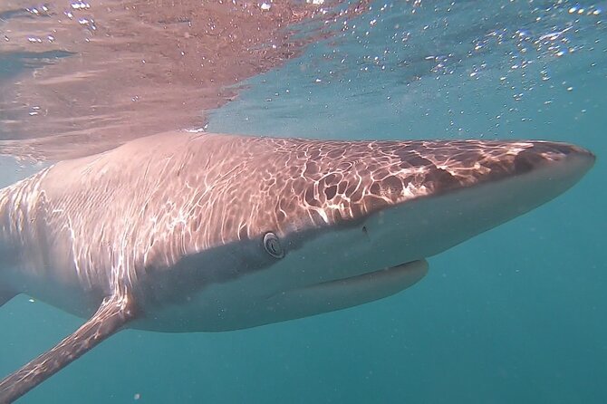 Cape Shark Diving Adventures - Who will get the most from this outing?