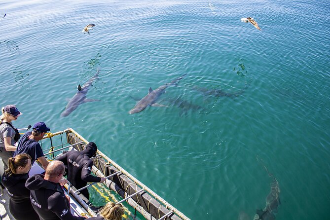 Cape Shark Diving Adventures - A friendly start at the Van Dyks Bay base