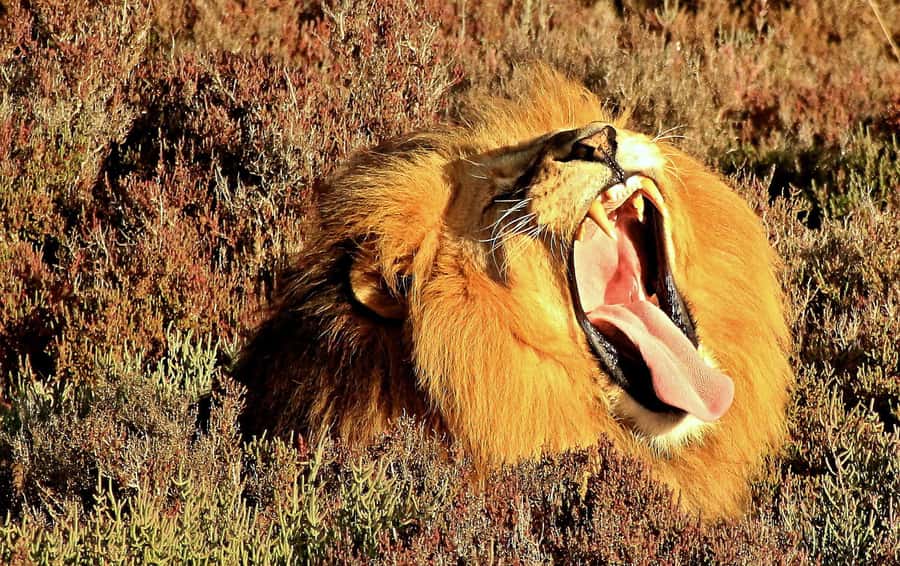 Cape Town: 2-Day Wildlife Tour with Safaris and Luxury Stay - What this two-day safari really offers