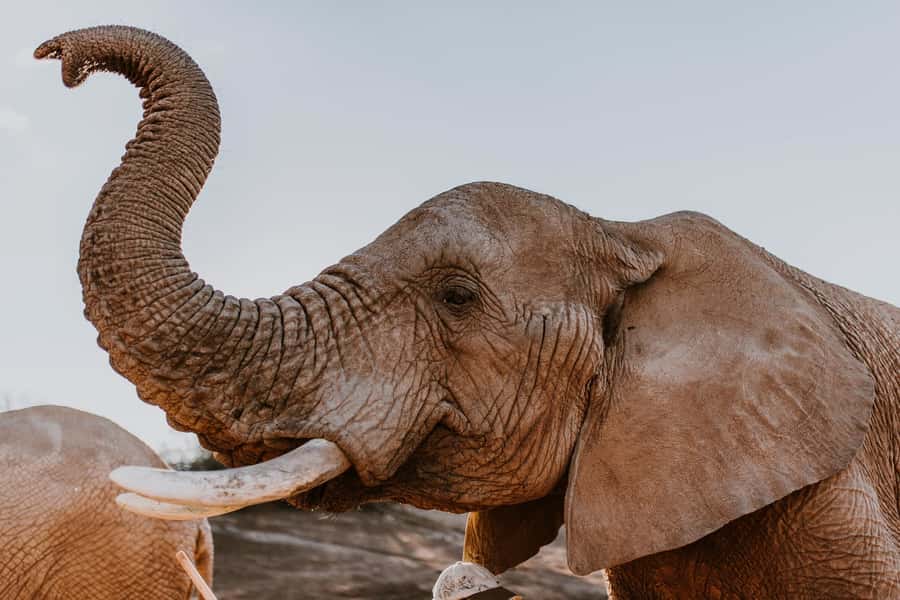 Cape Town: 2-Day Wildlife Tour with Safaris and Luxury Stay - Botlierskop: your first 4x4 game drive