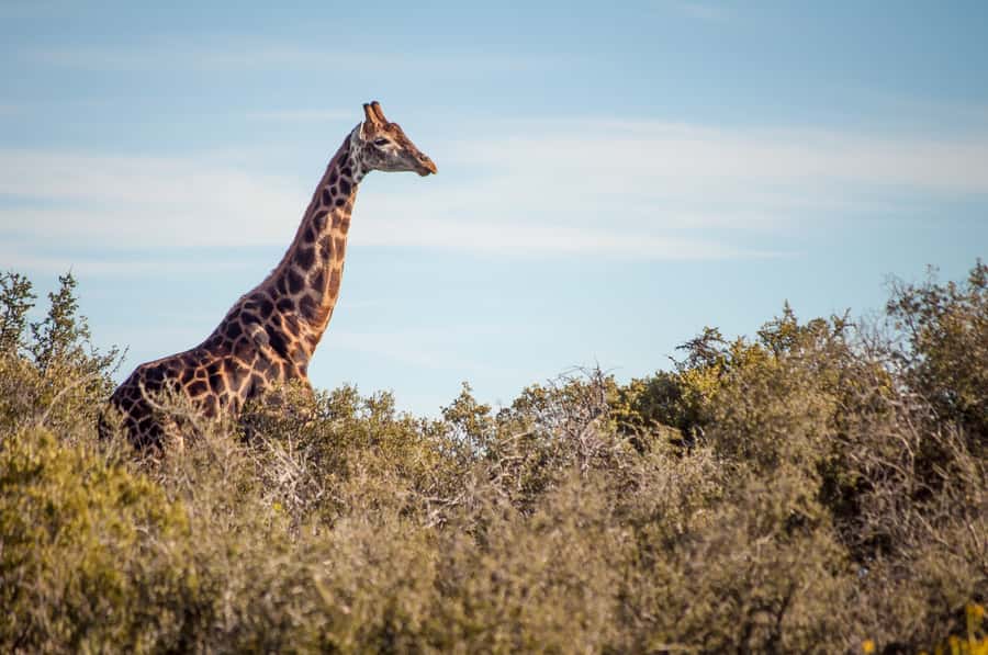 Cape Town: 2-Day Wildlife Tour with Safaris and Luxury Stay - The second bush drive at Buffelsdrift