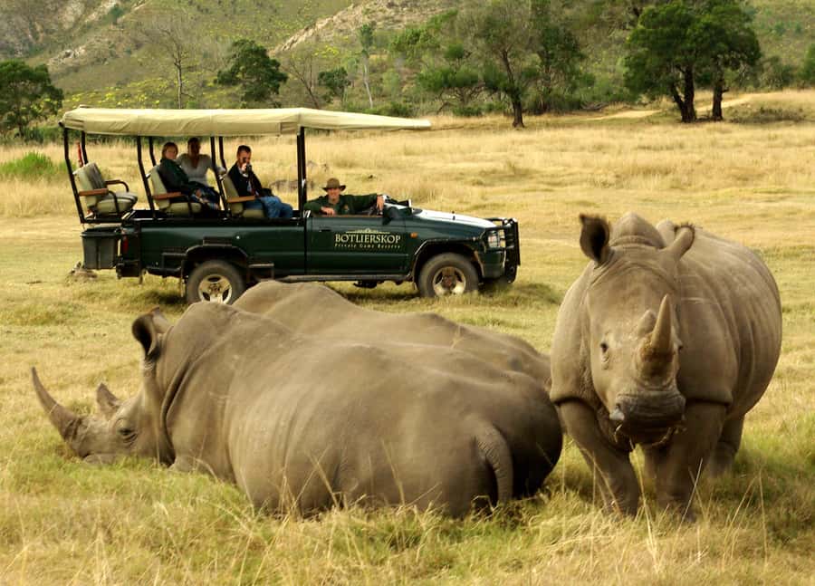 Cape Town: 2-Day Wildlife Tour with Safaris and Luxury Stay - Optional elephant observation in the Cango Valley