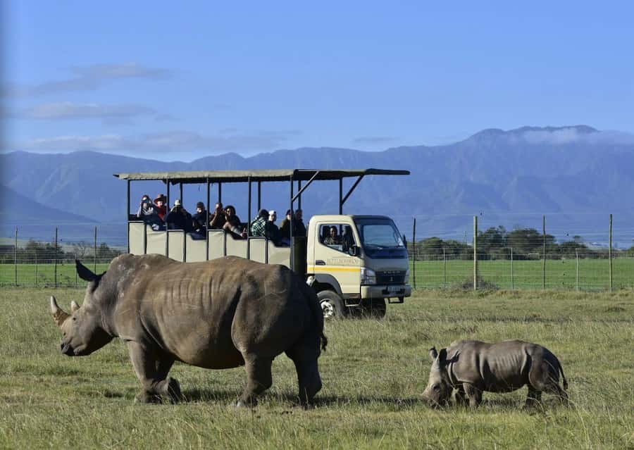 Cape Town: 2-Day Wildlife Tour with Safaris and Luxury Stay - Route 62 on the return to Cape Town