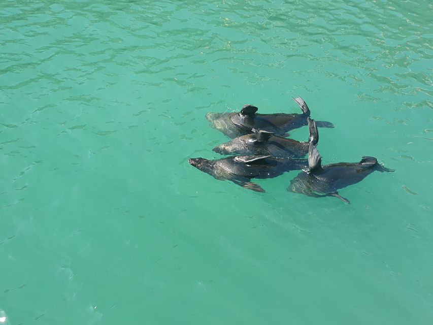 Cape Town: 30 Minute Harbour Boat Cruise with Seal Watching - Finding the boat at Quay 5