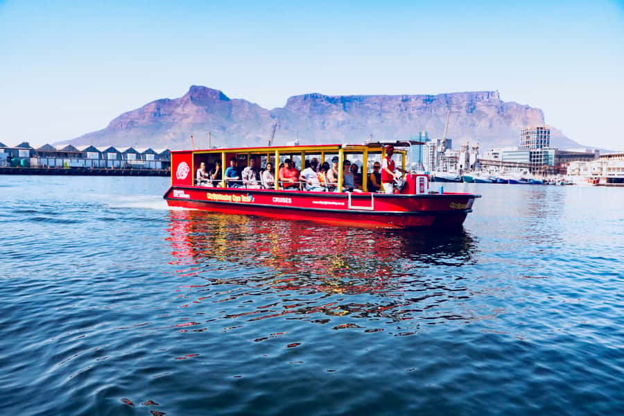 Cape Town: 30 Minute Seal-Watching Harbour Cruise - Seals, ships, and a working port