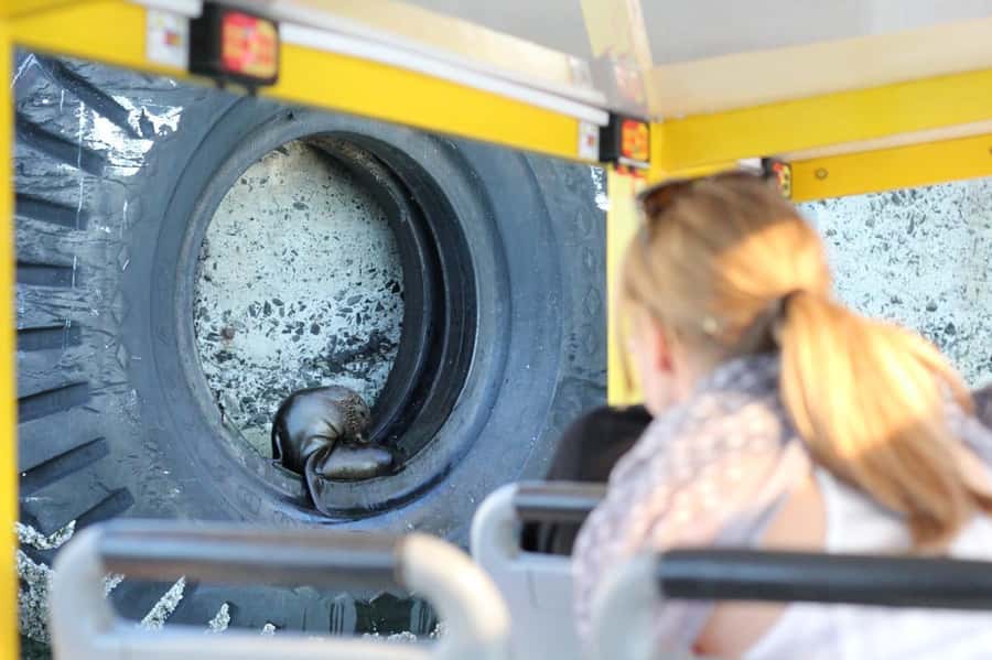 Cape Town: 30 Minute Seal-Watching Harbour Cruise - The best views come in a short window
