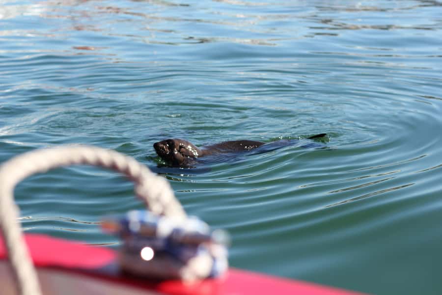 Cape Town: 30 Minute Seal-Watching Harbour Cruise - Finding the boat beside the Two Oceans Aquarium