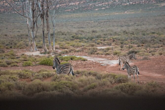 Cape Town Aquila Afternoon Safari with transport and lunch - Why Aquila works for a short Cape Town visit