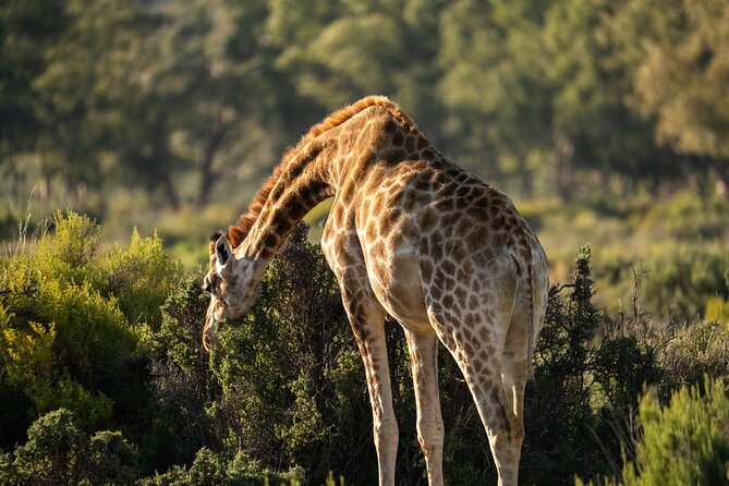 Cape Town Aquila Afternoon Safari with transport and lunch - The game drive and the animals you may see