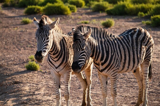 Cape Town Aquila Afternoon Safari with transport and lunch - What makes the viewing memorable