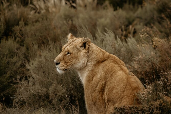 Cape Town Aquila Afternoon Safari with transport and lunch - Time to enjoy the reserve after the drive