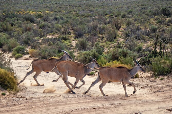 Cape Town Aquila Afternoon Safari with transport and lunch - Who should book this safari