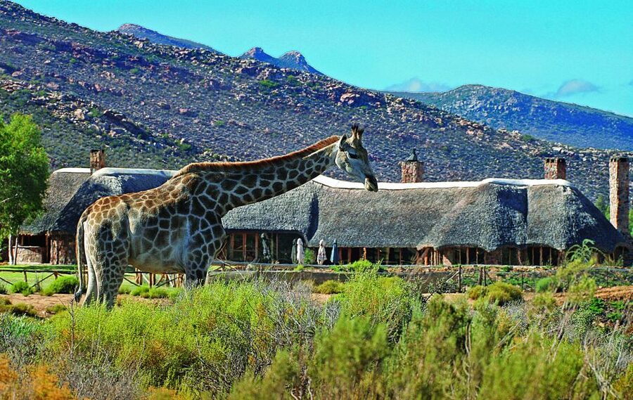 Cape Town: Aquila Game Reserve Day Entrance & Game Drive - A 2 to 3-hour safari with Big Five hopes