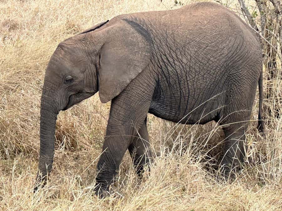 Cape Town: Aquila Game Reserve Sunset Game Drive - Aquila is the one-day safari option from Cape Town