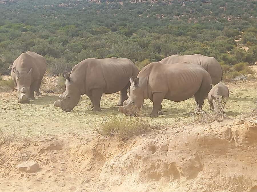 Cape Town: Aquila Game Reserve Sunset Game Drive - The Winelands stop adds variety to the day