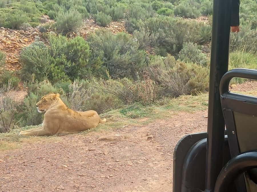 Cape Town: Aquila Game Reserve Sunset Game Drive - Pickup in Cape Town and the long road east