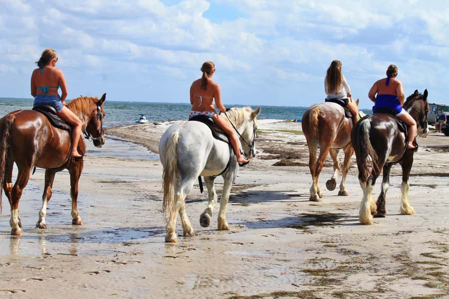 Cape Town: Beach Horse Ride with Hotel Pickup & Drop-off - Why ex-racehorses suit this beach ride