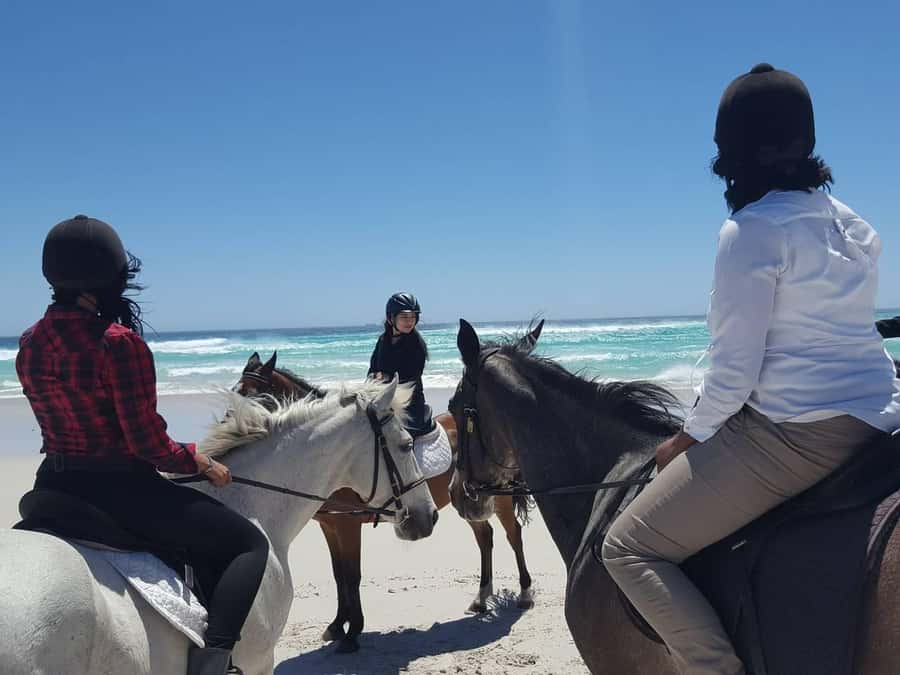 Cape Town: Beach Horse Ride with Hotel Pickup & Drop-off - The safety briefing and first steps in the saddle