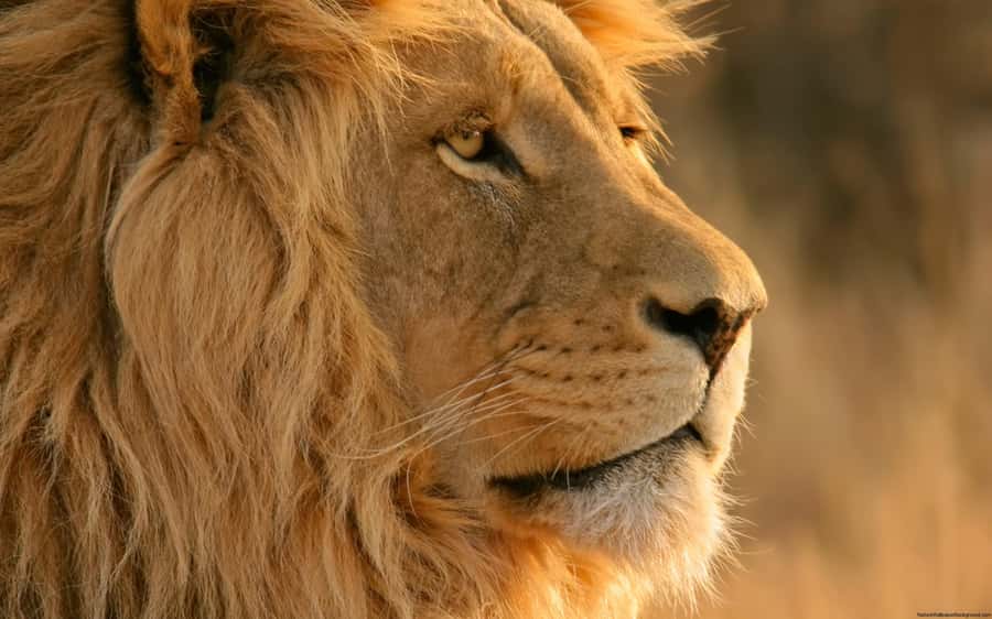 Cape Town: Big Five Safari and Breede River Valley Day Trip - Key points to know before booking