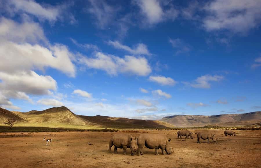 Cape Town: Big Five Safari and Breede River Valley Day Trip - From Cape Town to the Breede River Valley