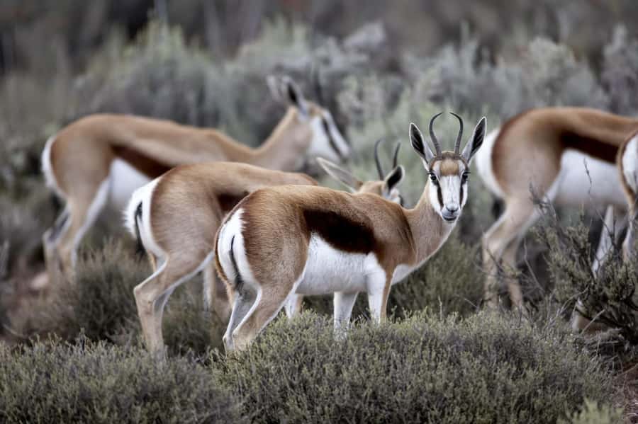 Cape Town: Big Five Safari and Breede River Valley Day Trip - Arriving at Aquila Game Reserve