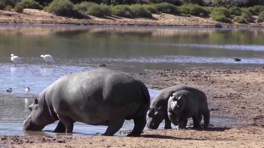 Cape Town: Big Five Safari and Breede River Valley Day Trip - The 2 to 3 hour Big Five game drive