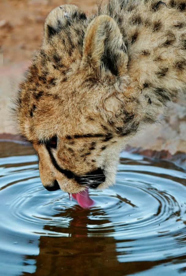Cape Town: Big Five Safari and Breede River Valley Day Trip - The return through the Huguenot Tunnel