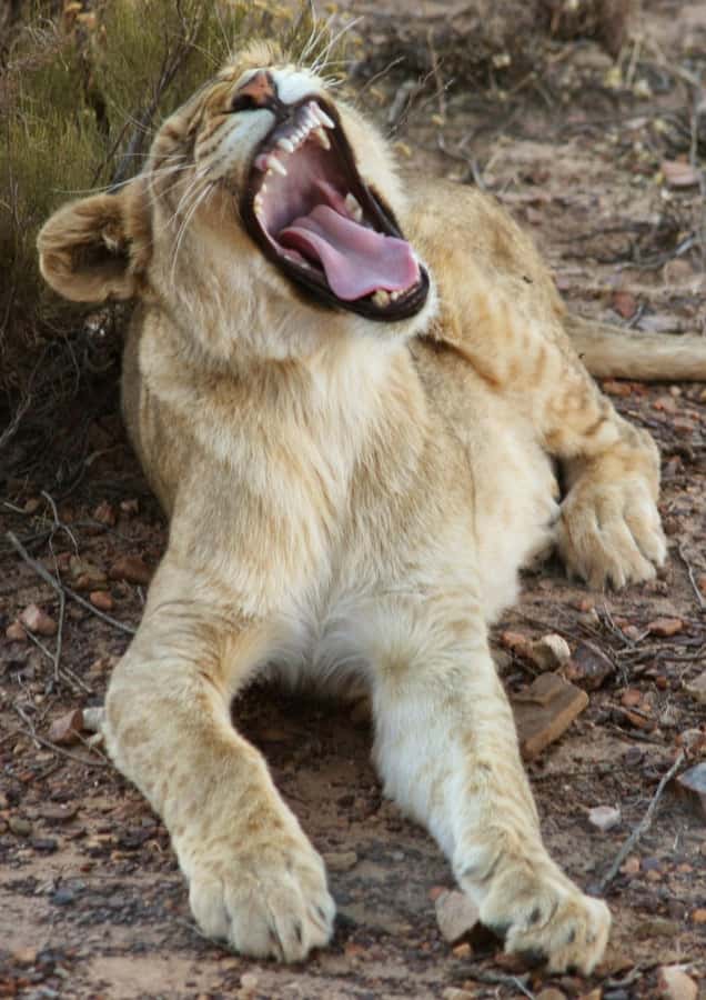Cape Town: Big Five Safari and Breede River Valley Day Trip - What the price really covers