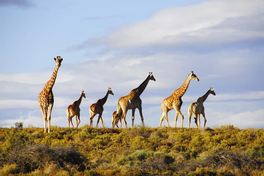 Cape Town: Big Five Safari and Breede River Valley Day Trip - Who will get the most from this day