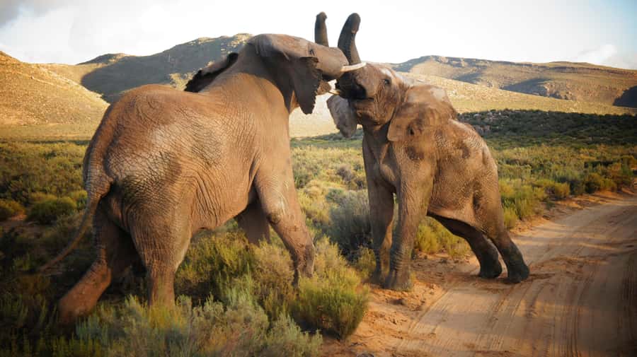 Cape Town: Big Five Safari and Breede River Valley Day Trip - Crossing Du Toits Kloof Pass