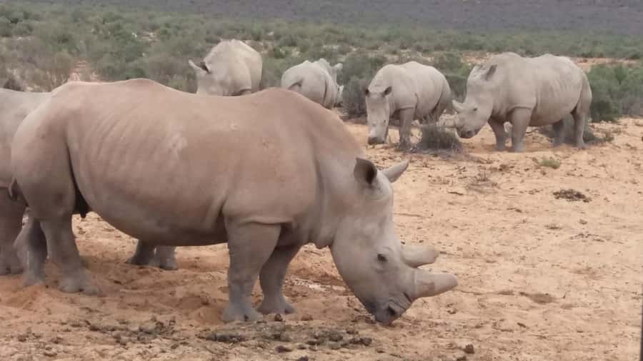 Cape Town big five safari with transport lunch Excl park fee - Key points to know before you book