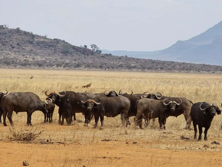 Cape Town big five safari with transport lunch Excl park fee - A full safari day from Cape Town
