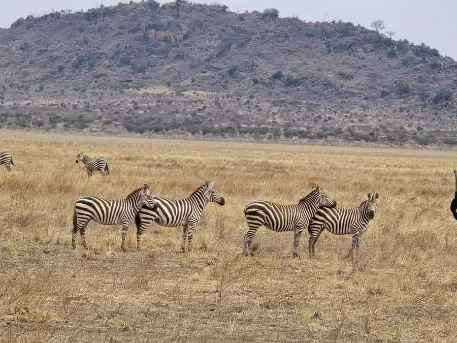 Cape Town big five safari with transport lunch Excl park fee - The real cost: the park fee matters