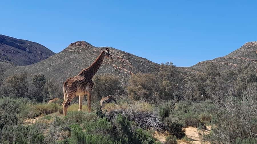 Cape Town big five safari with transport lunch Excl park fee - Reaching Aquila and the Karoo setting