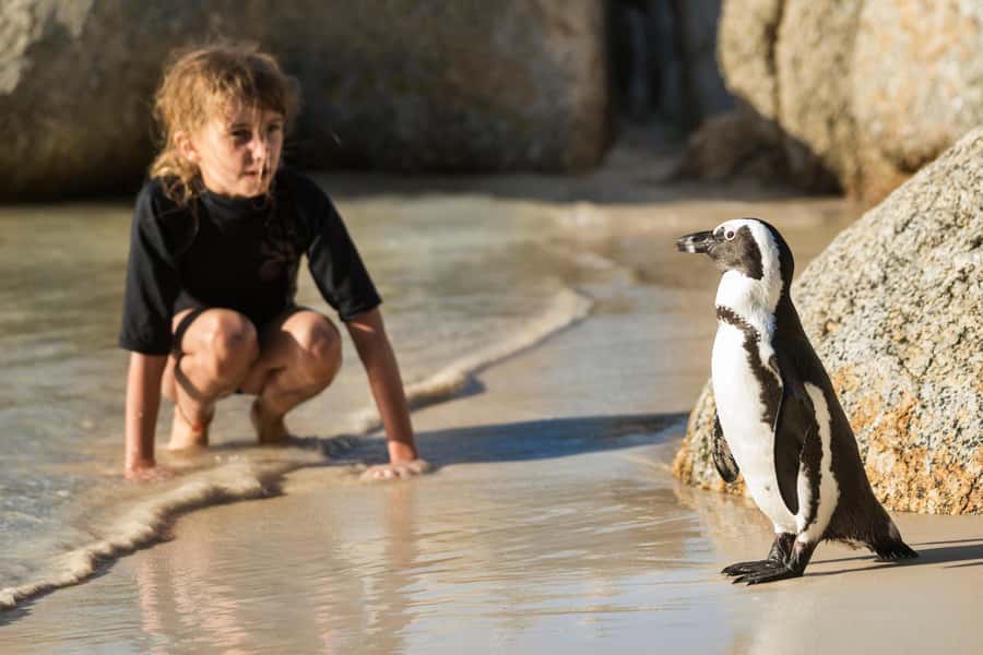 Cape Town: Boulders Penguin Colony Prebooked Entry Ticket - What the Boulders Penguin Colony visit is really like