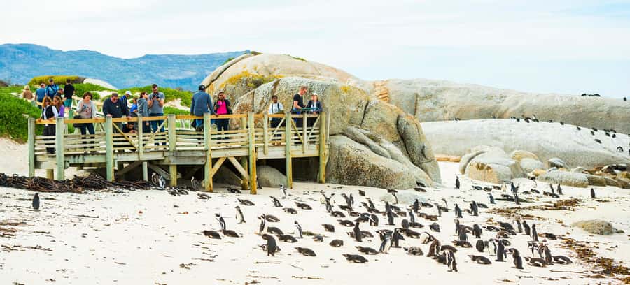 Cape Town: Boulders Penguin Colony Prebooked Entry Ticket - Arriving at the Boulders Beach parking lot