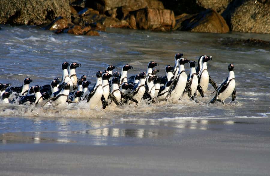 Cape Town: Boulders Penguin Colony Prebooked Entry Ticket - Why African penguins make this stop special