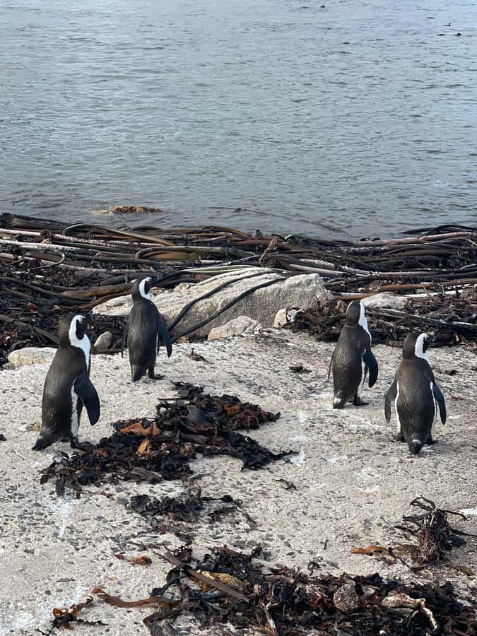 Cape Town: Cape Agulhas and Stony Point Penguin Tour - Hermanus, whales, and a useful lunch stop