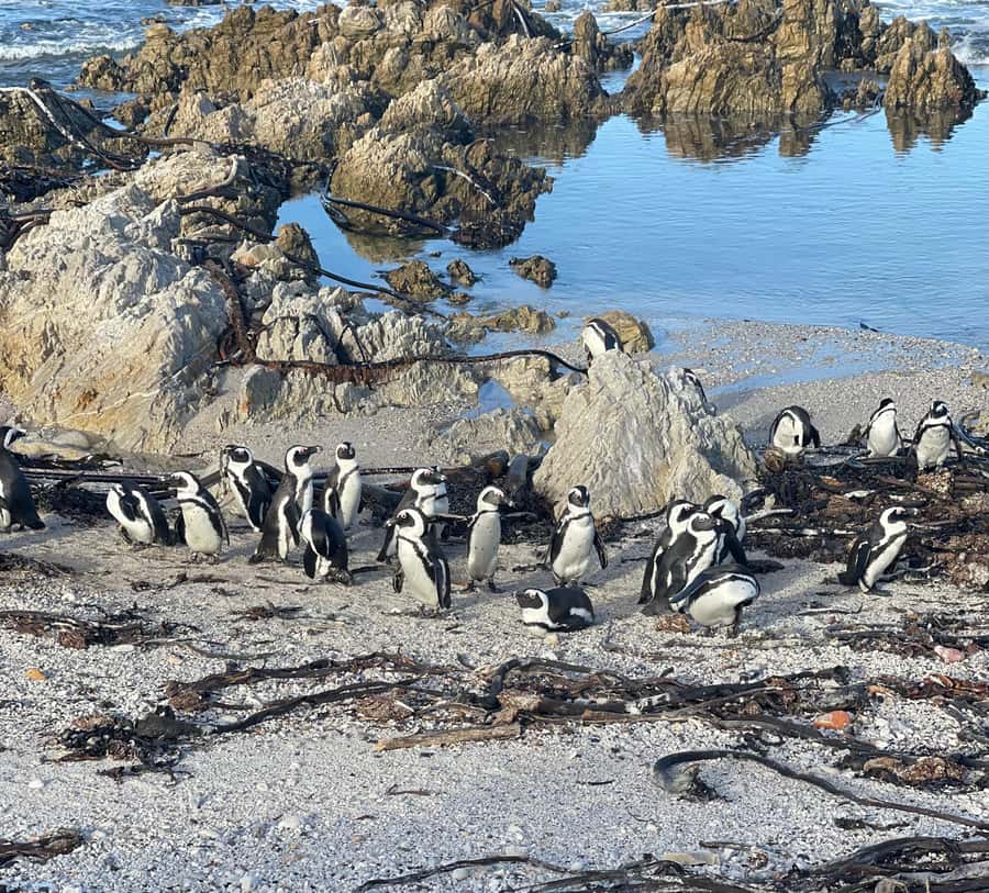 Cape Town: Cape Agulhas and Stony Point Penguin Tour - Cape Agulhas Lighthouse and the continent’s tip