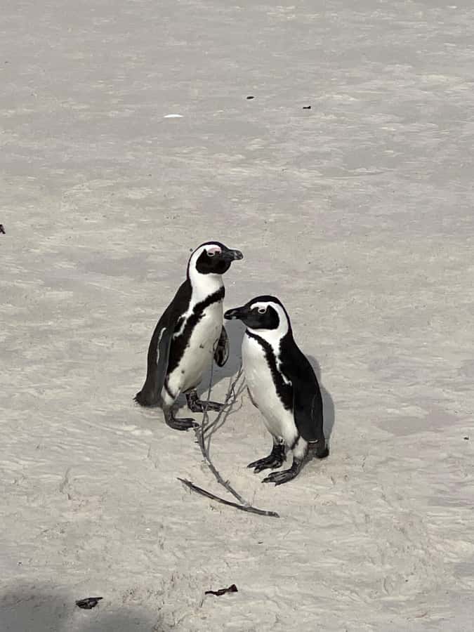 Cape Town: Cape Agulhas and Stony Point Penguin Tour - Struisbaai and L’Agulhas beyond the famous marker