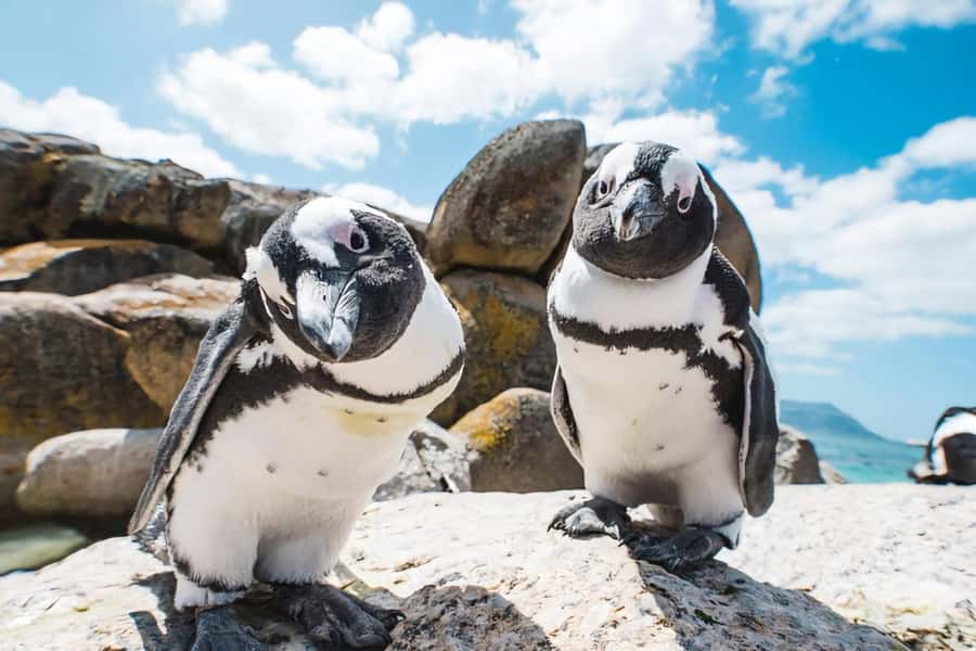 Cape Town: Cape of Good Hope and Penguins Full-Day Tour - The $48 price is good, but calculate the real total