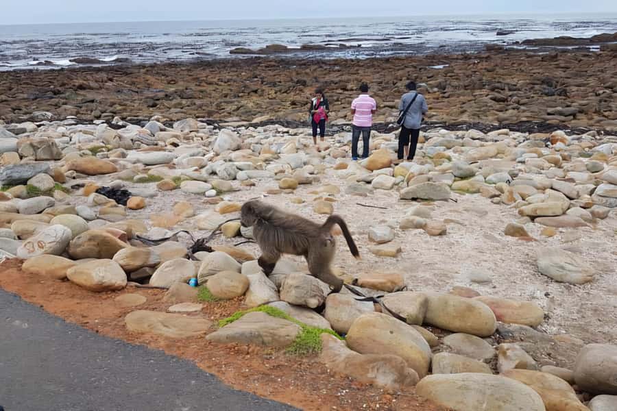 Cape Town: Cape of Good Hope and Penguins Full-Day Tour - Camps Bay and the Twelve Apostles from the road