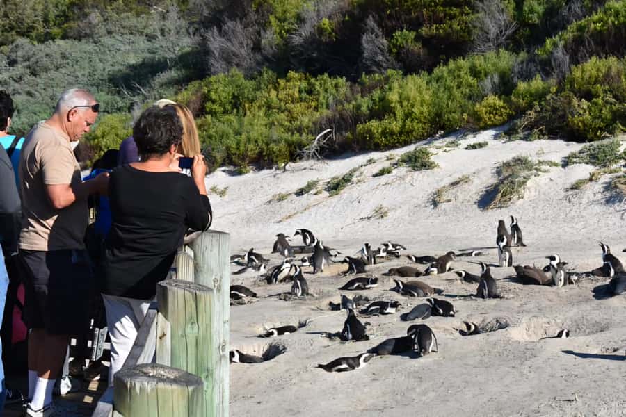 Cape Town: Cape of Good Hope and Penguins Full-Day Tour - Cape Point and the Cape of Good Hope need your walking shoes