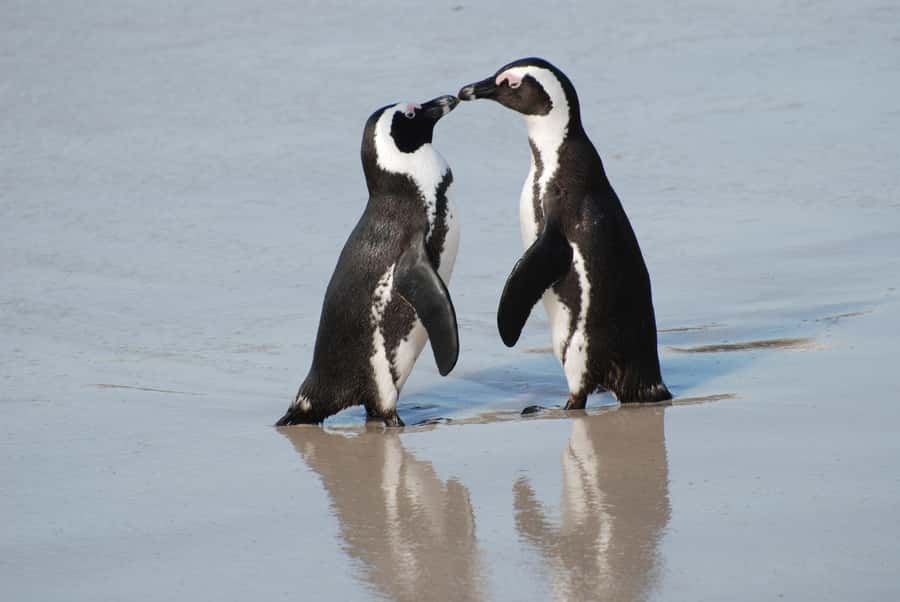 Cape Town: Cape of Good Hope and Penguins Full-Day Tour - Bo-Kaap gives the day a human beginning