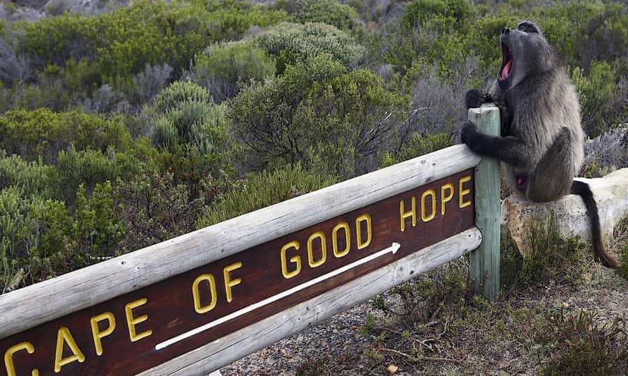 Cape Town: CAPE OF GOOD HOPE AND PENGUINS PRIVATE FULL DAY. - Camps Bay and the Atlantic Seaboard