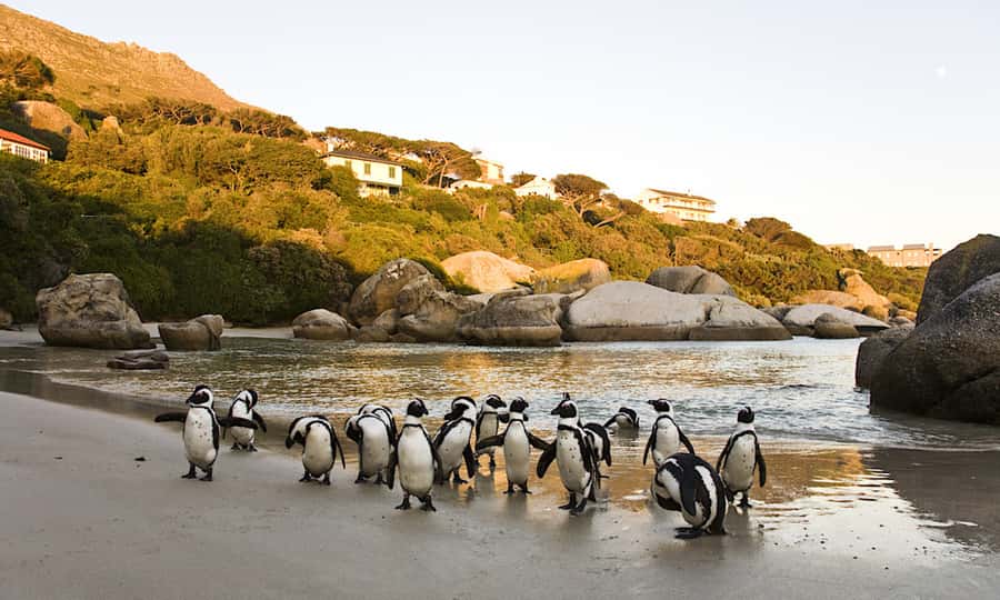 Cape Town: CAPE OF GOOD HOPE AND PENGUINS PRIVATE FULL DAY. - Cape of Good Hope Nature Reserve