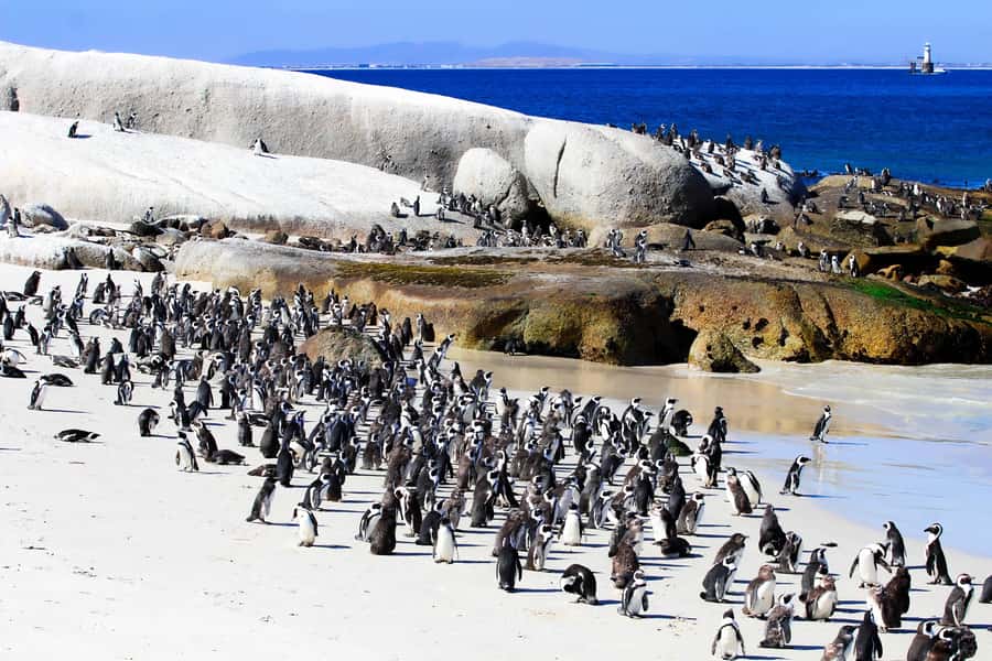 Cape Town: Cape of Good Hope & Boulders Beach Group Tour - Key points to know before booking