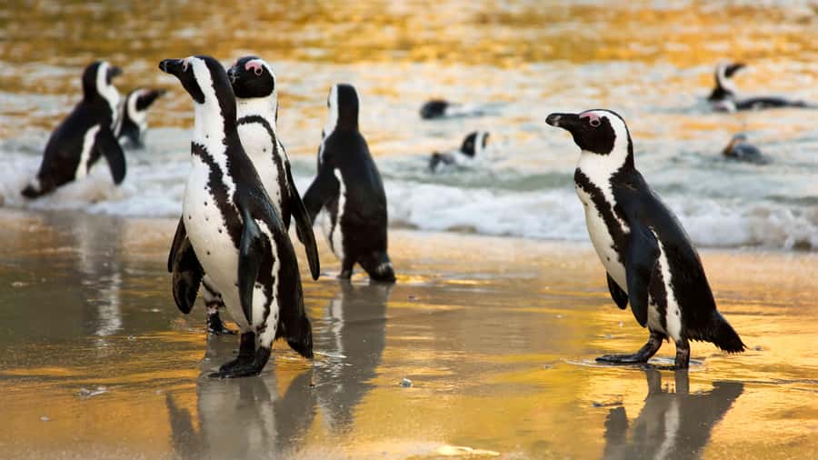 Cape Town: Cape of Good Hope & Boulders Beach Group Tour - From Bo-Kaap colors to the Atlantic coast