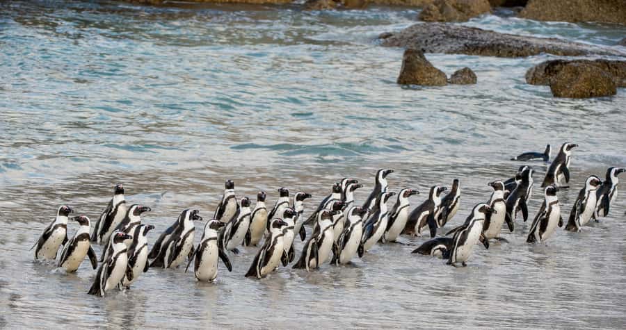 Cape Town: Cape of Good Hope & Penguin Colony Entry Ticket - Why combine Boulders Beach with Cape Point?