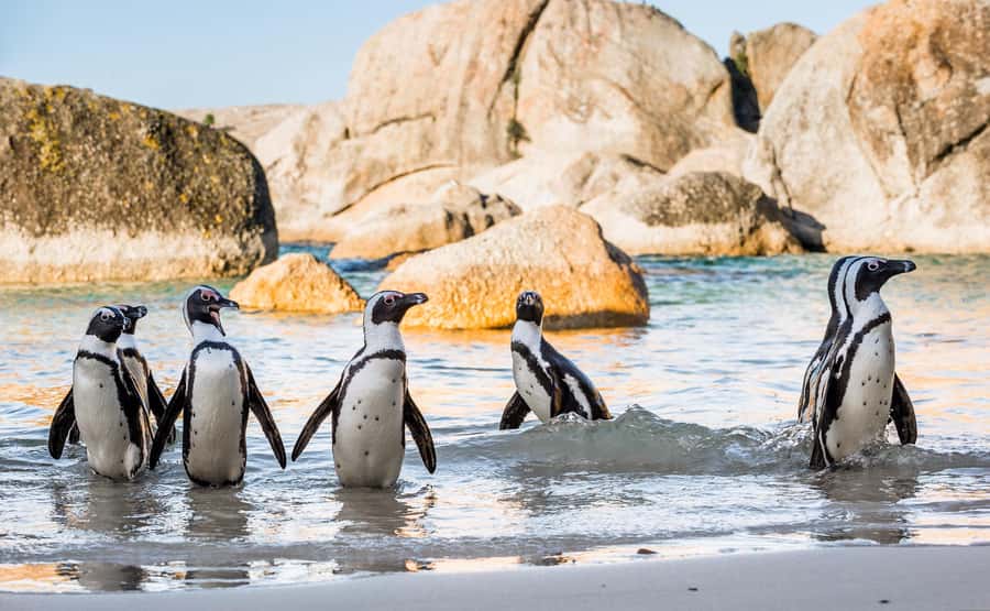 Cape Town: Cape of Good Hope & Penguins Day Tour with Pickup - Muizenberg closes the day